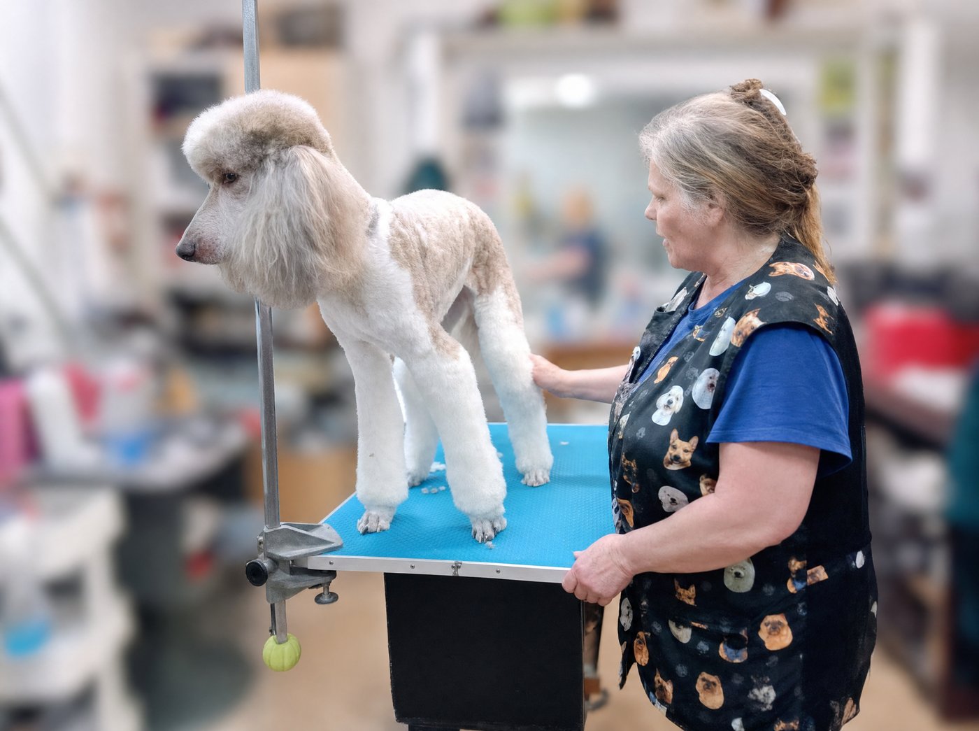 Carol with a standard poodle on the grooming table