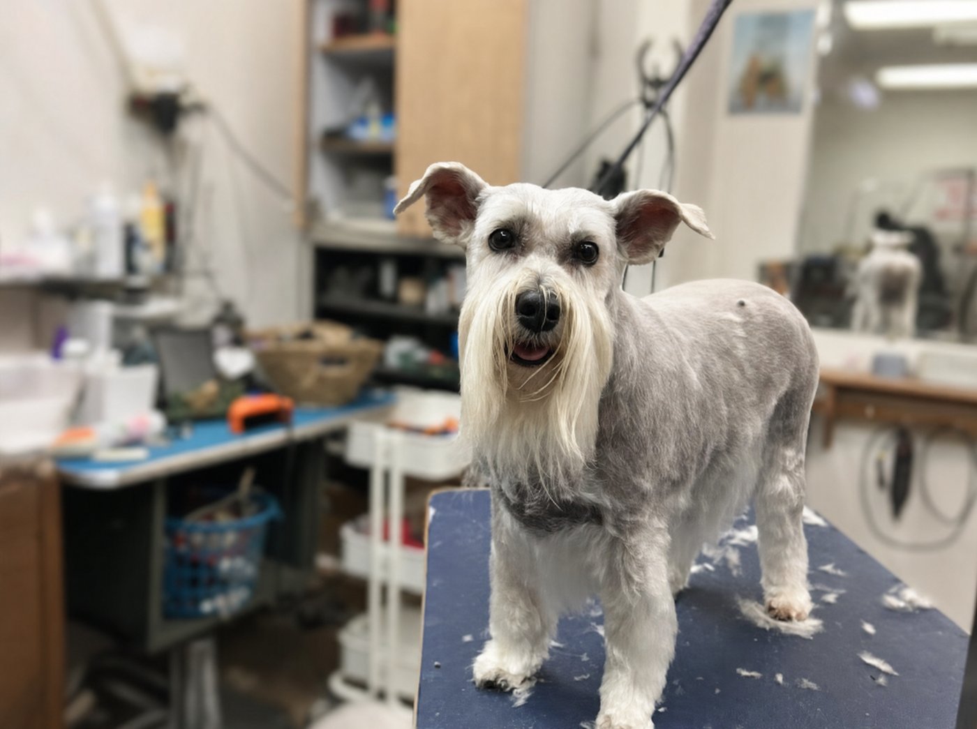 Freshly groomed miniature schnauzer