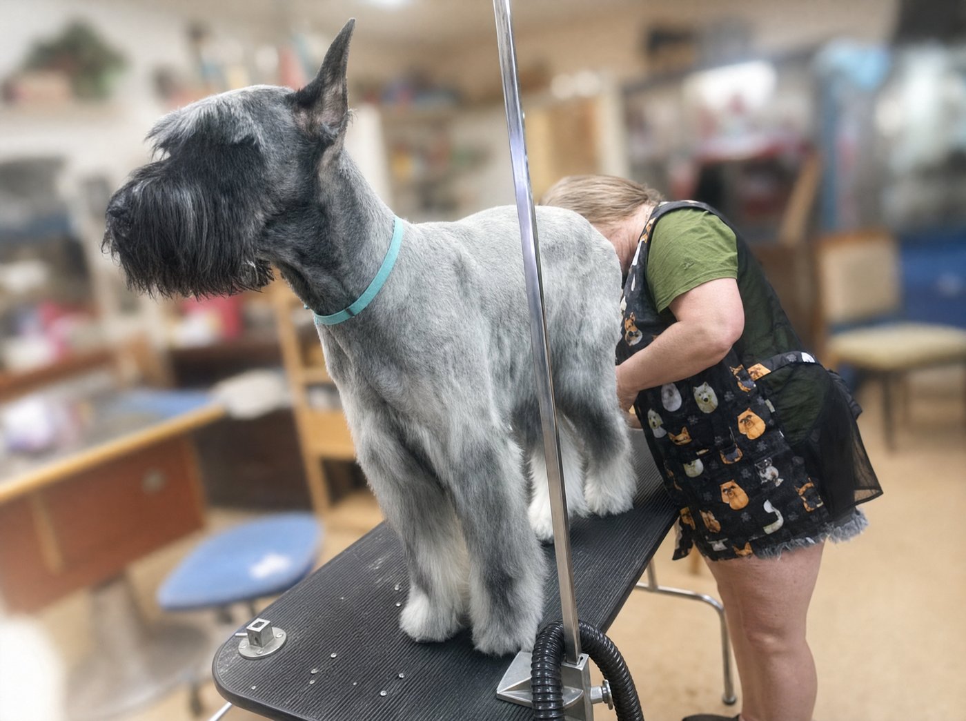 Carol grooming a giant schnauzer